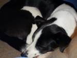 Chien Molly - Border Collie Femelle (0 mois)