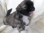 Chien jifa - Border Collie Femelle (1 mois)
