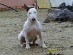 Chien epice - Bull terrier Femelle (3 ans)