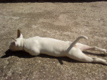 Chien epice - Bull terrier Femelle (1 an)