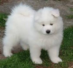 Chien Snow-Ball - Samoyede Femelle (1 an)