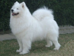 Chien pelusa - Samoyede Femelle (4 ans)