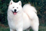Chien sport - Samoyede Mâle (1 an)