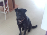 Chien goody - Sharpei Mâle (2 ans)