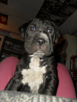 Chien Peewee - Sharpei Mâle (3 mois)