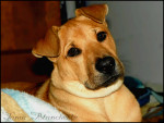 Chien Shaybie - Sharpei Femelle (1 an)