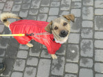 Chien ???? - Fox terrier Femelle (1 an)