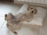 Chien éric - Fox terrier Mâle (3 ans)