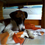 Chien Filou - Fox terrier Mâle (1 an)