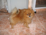 Chien Beison - Loulou de Poméranie Mâle (11 ans)