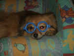 Chien cassie - Loulou de Poméranie Femelle (4 ans)