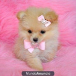 Chien lady - Loulou de Poméranie  (5 mois)