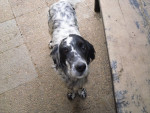 Chien Gandul - Setter anglais Mâle (10 ans)