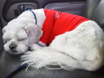 Chien Kenai - Lhassa Apso Mâle (3 ans)