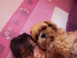 Chien Elsa - Lhassa Apso Femelle (2 ans)