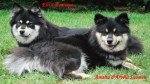 Chien amalia et elie maman de mon chien falko - Chien finnois de Laponie Femelle (4 ans)