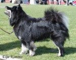 Chien amanda - Chien finnois de Laponie Femelle (4 ans)