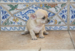Chien Clarita - Chihuahua Femelle (2 mois)
