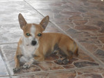 Chien Benito - Chihuahua Mâle (7 ans)