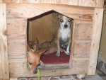 Chien Boo - Chihuahua Femelle (6 ans)