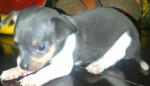 Chien Benancio - Chihuahua Mâle (2 mois)