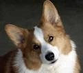 Chien Funny - Welsh Corgi Pembroke Femelle (2 ans)