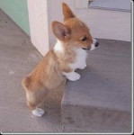Chien Zhu Zhu - Welsh Corgi Pembroke Mâle (6 mois)
