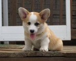 Chien Mimi - Welsh Corgi Pembroke Femelle (9 mois)