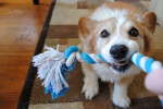 Chien Zéro - Welsh Corgi Pembroke Mâle (2 ans)