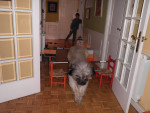Chien Relampago saltando - Berger catalan Mâle (2 ans)