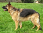 Chien max - Berger catalan Mâle (6 ans)