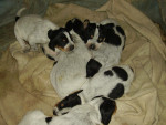 Chien exotique - Bleu de Gascogne Femelle (3 mois)