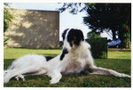 Chien Nirof - Barzoï Mâle (1 an)