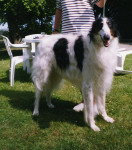 Chien Nirof - Barzoï Mâle (10 ans)