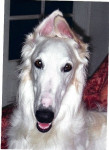 Chien Laska - Barzoï Femelle (5 ans)