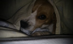 Chien Laika - Beagle Femelle (6 mois)