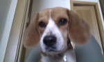 Chien Laika - Beagle Femelle (6 mois)