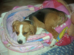 Chien genny - Beagle Femelle (4 mois)