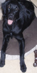 Chien Flaiz - Retriever à poil plat Femelle (1 an)