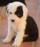 Chien Samantha - Bobtail Femelle (2 mois)