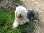 Chien atom - Bobtail Mâle (2 ans)
