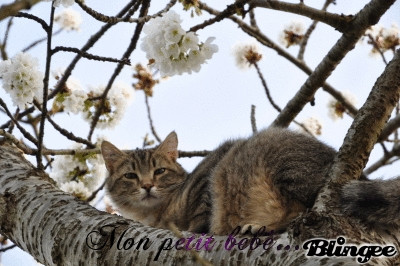 Chat Titus - Mâle (1 an)