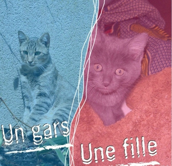 Chat Titus et Truffe(à Encre) -  (0 mois)