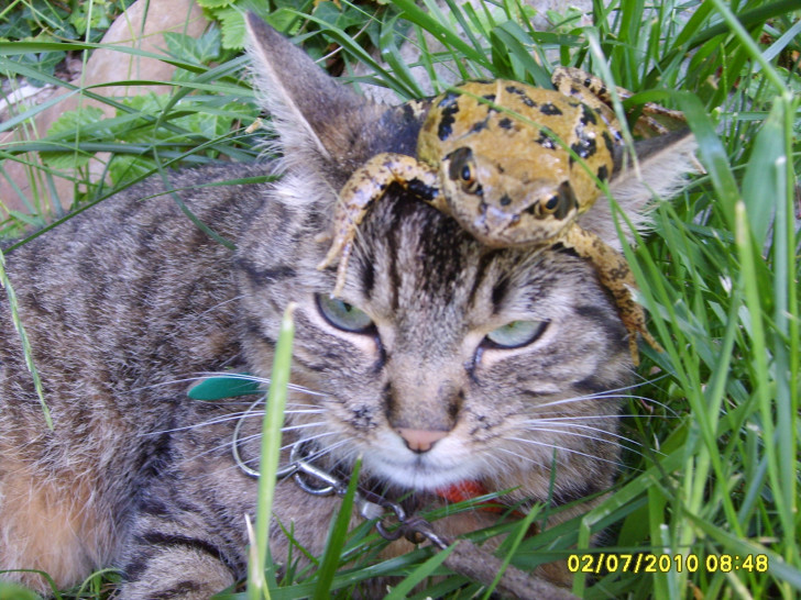 Chat Peluche - Femelle (3 ans)