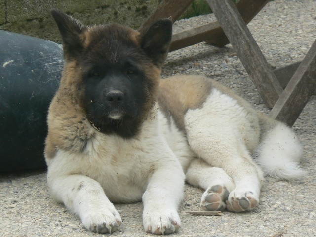 Chien BA'Kita Flawless my Ziva -  Femelle (9 mois)