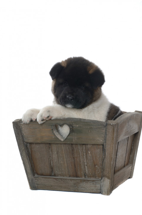 Chien BA'Kita Flawless my Ziva (2) -  Femelle (2 mois)