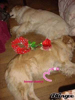 Chien pour les chiennes a queya2 - Golden Retriever (1 mois)