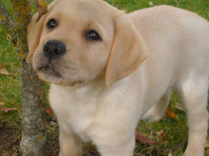 Labrador Chiot