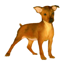 Le Pinscher nain arrive sur Dogzer !