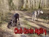 Club canin : Club Canin Agility